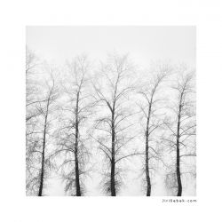 fotografie Trees in line